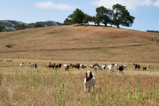 Buisiness & Marketing