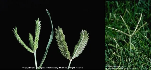 goose grass comparison