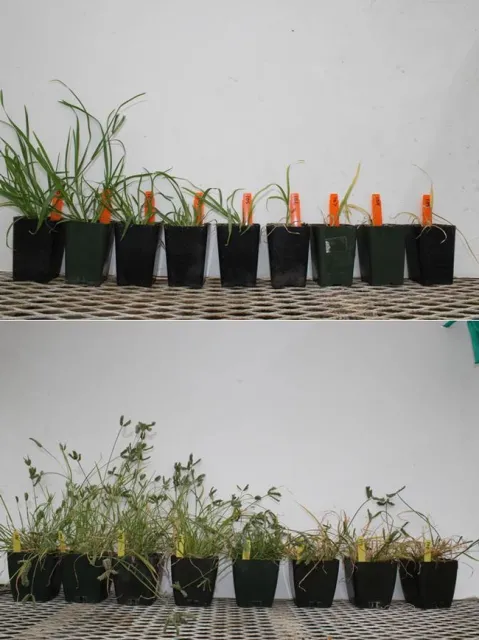 three spike goosegrass glyphosate dose response