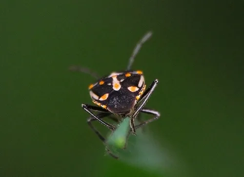 Bagrada bug-Bryan Jones-SFO 1