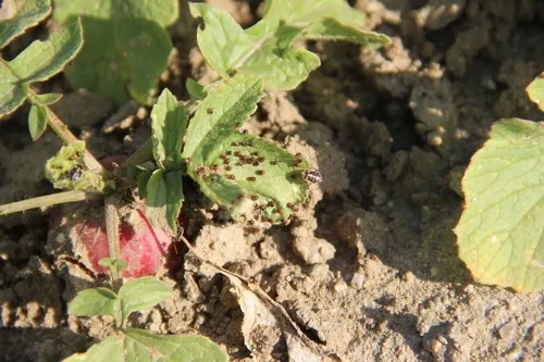Bagrada bugs on radish-Bakersfield