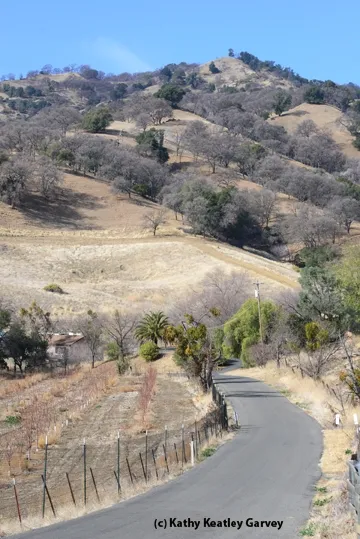 The road up Gates Canyon, Vacaville. (Photo by Kathy Keatley Garvey)