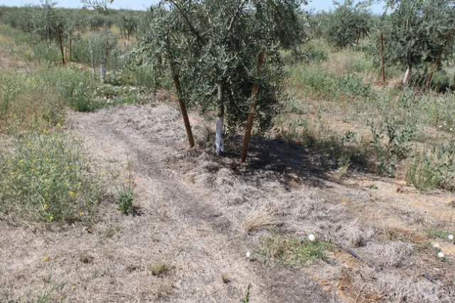 UCD Watkins Hanson olive PRE herbicides 2013 image
