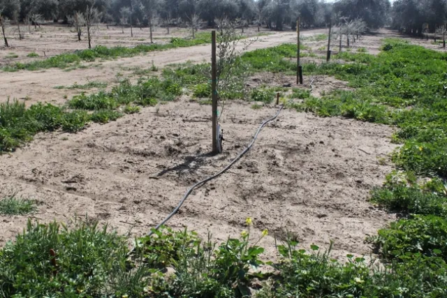 UCD Watkins Hanson olive PRE herbicides 2013 image2