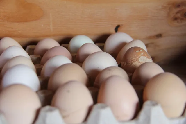 Eggs collected at Michelle Obama Treasure Island Job Corps, San Francisco.