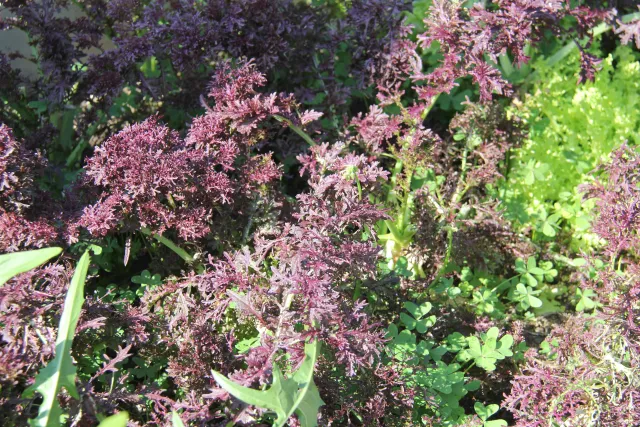 Salad greens grown for culinary classes at the Michelle Obama Treasure Island Job-Corps Center Green Acre Farm.