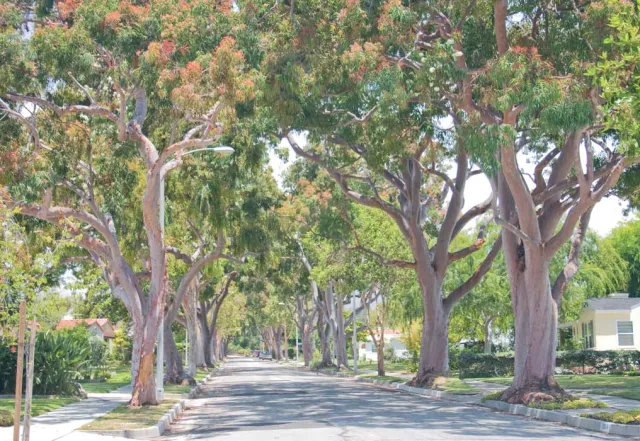 Angophora costa makes a superb street tree.
