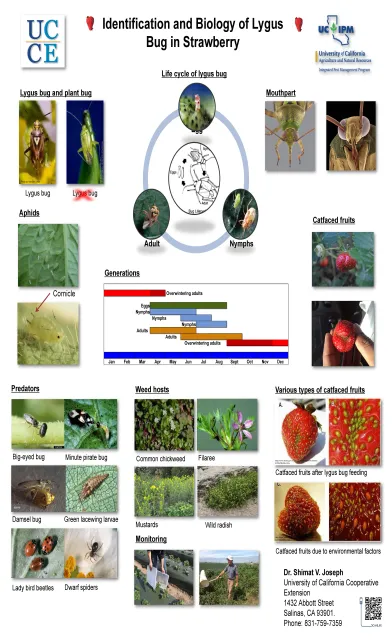 Lygus bug training 2014