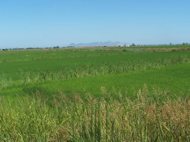 CA rice field 2012 Hanson UCD