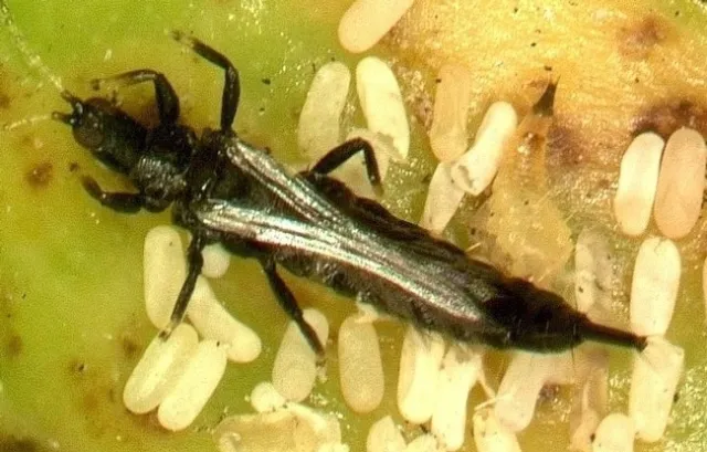 Weeping fig thrips-eggs, larva, adult 2-Gevork Arakelian
