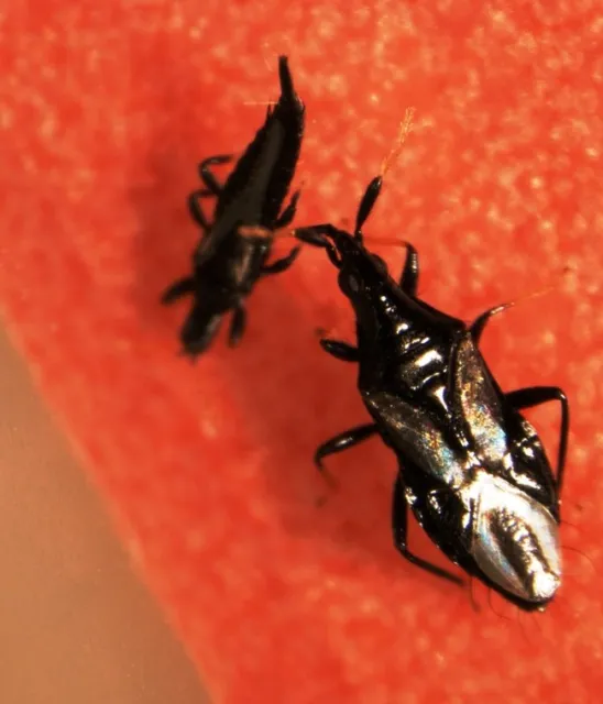 G uzeli being eaten by predatory bug