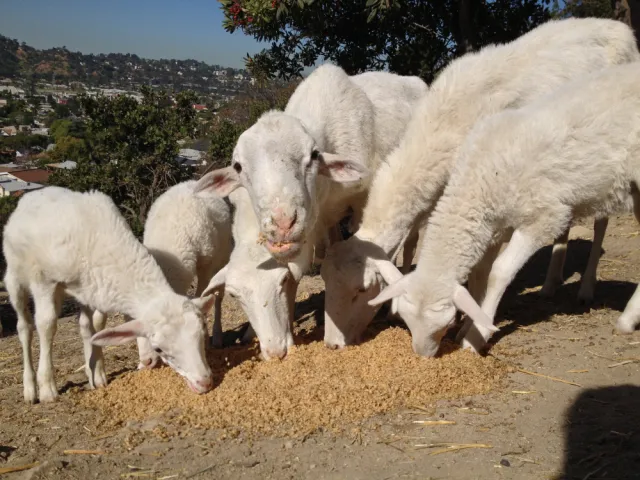 Livestock - photo by Kelly Rytel-Cultivate L.A.