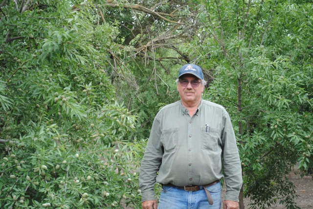 Tom Rogers in his almond orchard