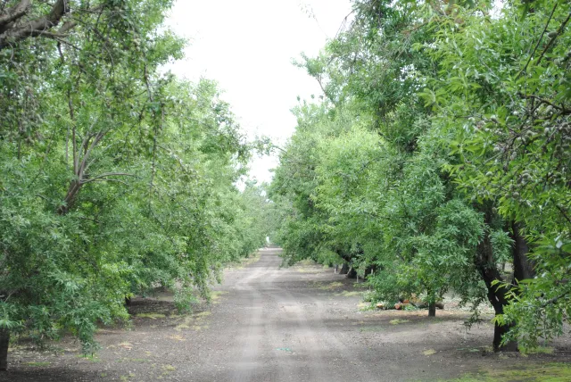 Almond orchard