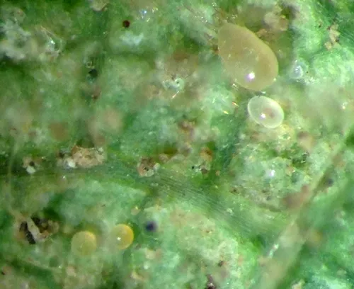 Predatory mites and eggs