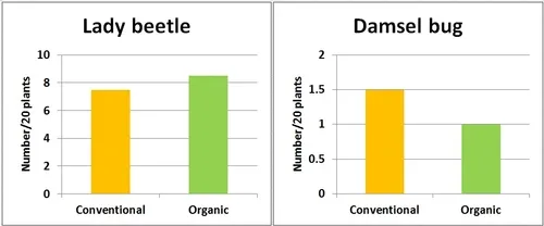 Graphs-Lady beetle and damsel bug