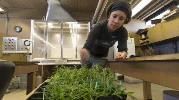UC Davis weed scientist Lynn Sosnoskie prepares bindweed plants for herbicide research