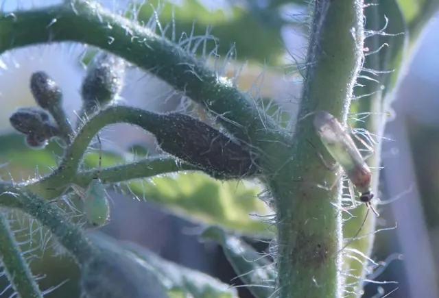 Cyrtopeltis modesta-Adult 2