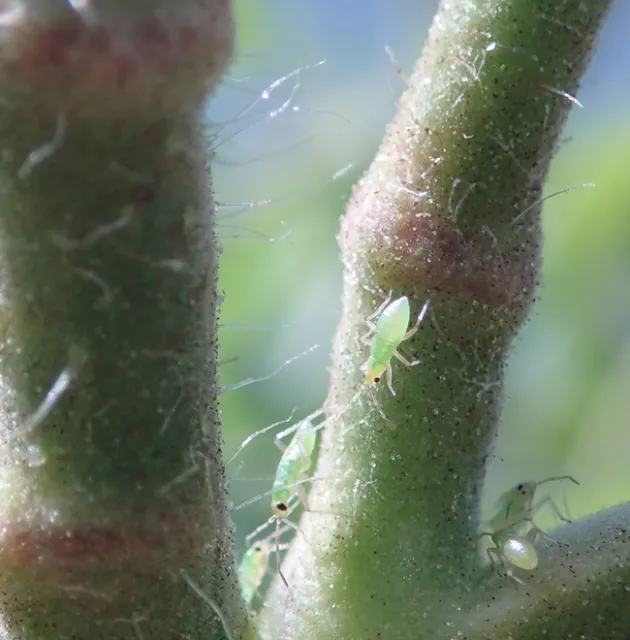 Cyrtopeltis modesta-Nymphs