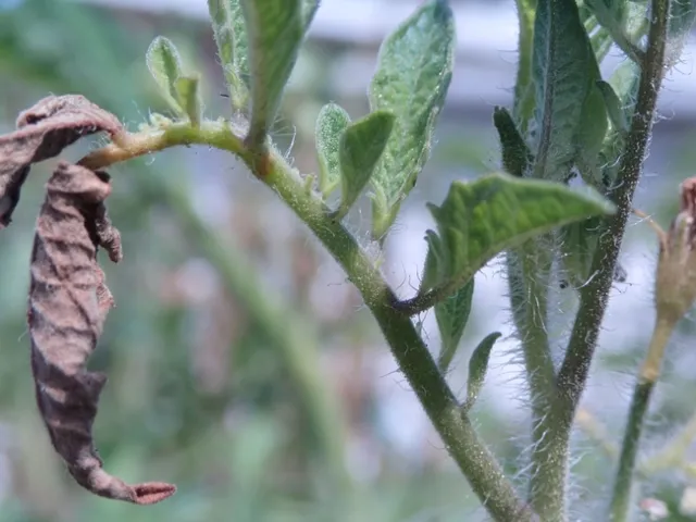 Cyrtopeltis modesta-Damage