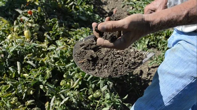 Photo of man's hand holding soil with crops in background