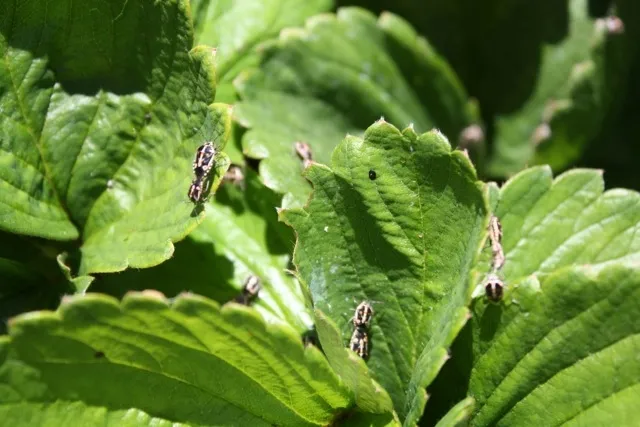 Bagrada bug-Jennifer Evangelista-SLO-Strawberry-20140825