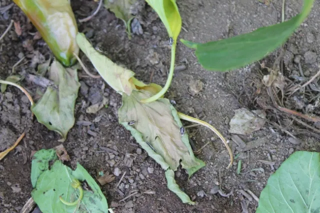 Bagrada bug-Rick Machado, Menfire, CA-Pepper-2014AUG (2)