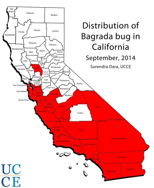Bagrada bug distribution in California September 2014