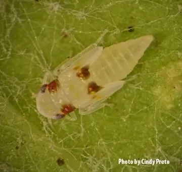 A Virginia Creeper leafhopper nymph. (Photo by Cindy Preto)