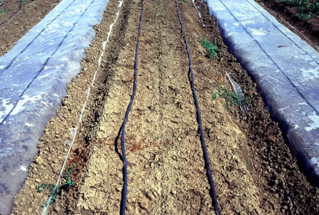 Figure 2. Plastic removed (in center) after 4 weeks of solarization.