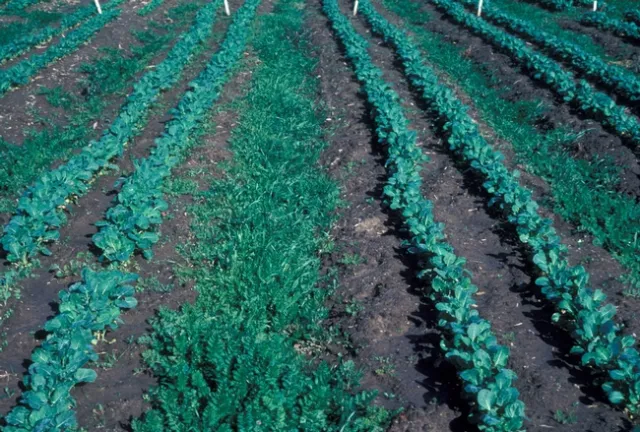 Figure 3. Broccoli direct seeding in beds solarized for 4 weeks (left) or 6 weeks (right). Weedy area between beds in middle.