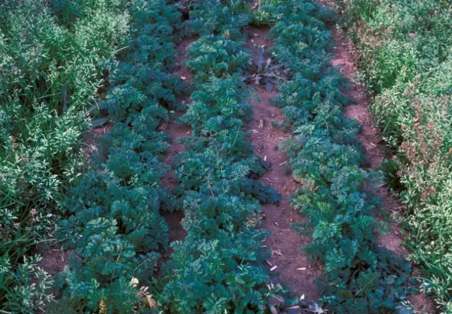 Figure 4. Carrots direct seeded into bed solarized for 6 weeks before planting.