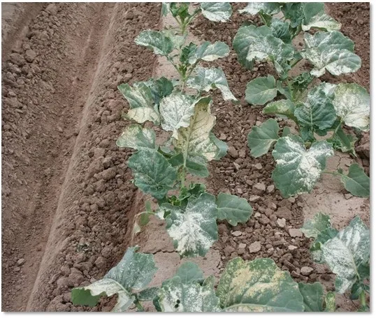 oxyfluorfen codistillation AZ cooperative extension