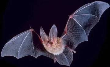 Big-eared Townsend bat (Corynorhinus townsendii) (Photo courtesy of the U.S. Department of the Interior, Bureau of Land Management)