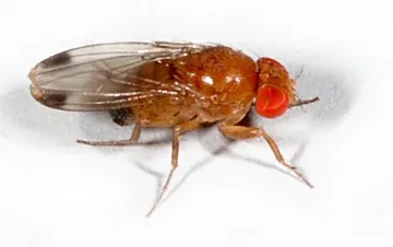 This is a spotted wing drosophila, a male. (Photo by Martin Hauser, California Department of Food and Agriculture)