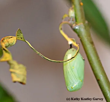 The monarch chrysalid is a bright green with gold spots. (Photo by Kathy Keatley Garvey)