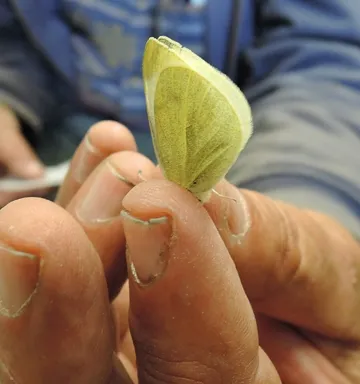 Close-up of cabbage white butterfly that Art Shapiro collected. (Photo by Kathy Keatley Garvey)