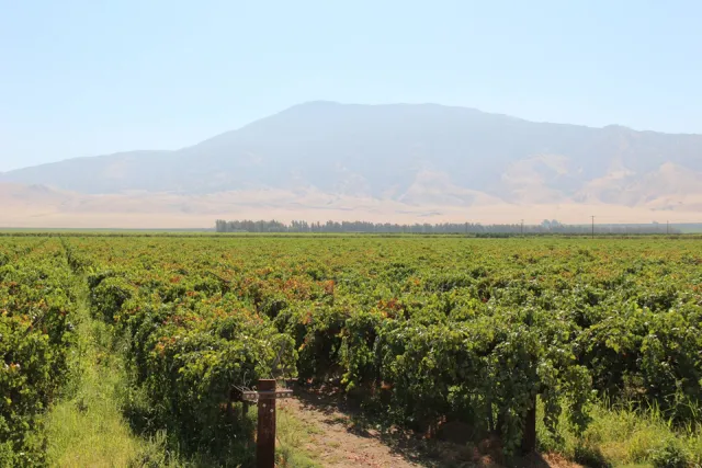 PD infected grape vineyard