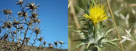 Thistles_calibration