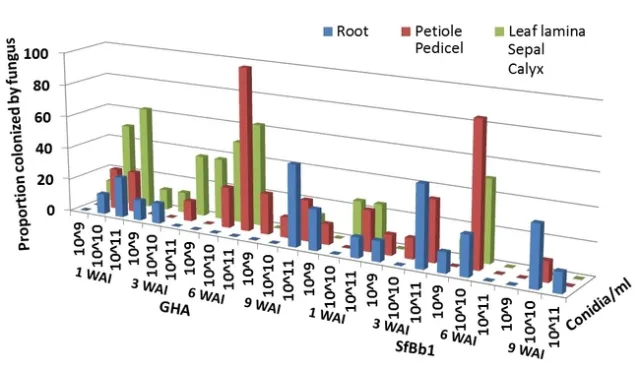 2010 Bb endophytic colonization