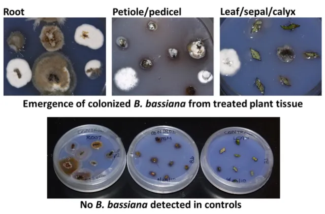 Bb emerging from strawberry plant tissue