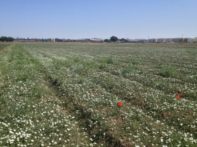 Bindweed field