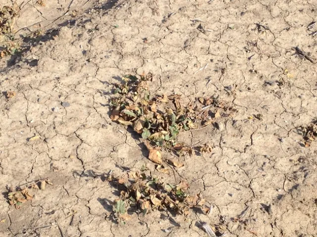 Bindweed recovery