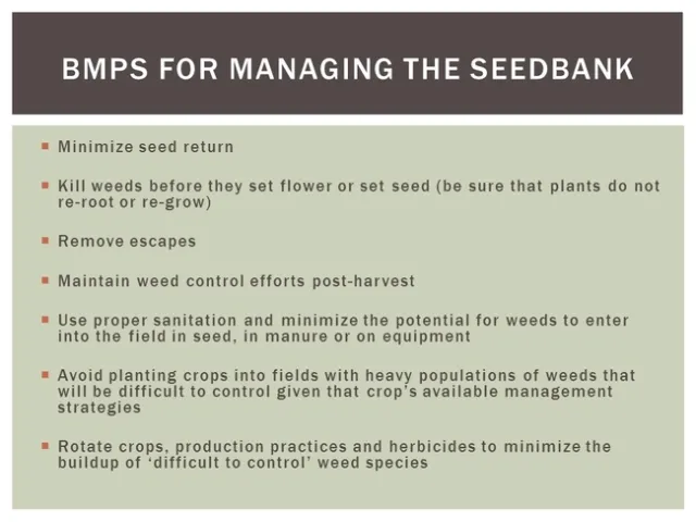 CWSS 2015 SEEDBANKS SOSNOSKIE 12