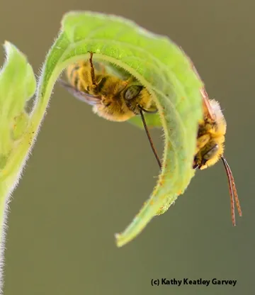 The cluster began with one, then two. (Photo by Kathy Keatley Garvey)