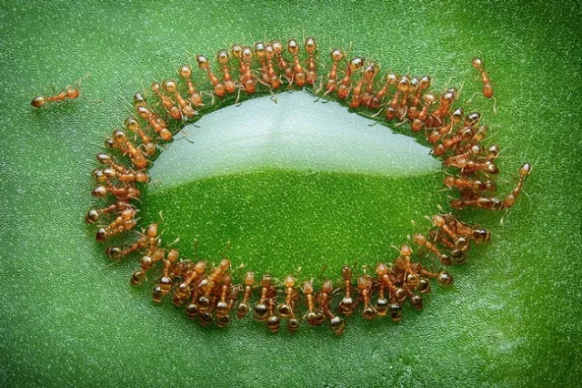 Ants feeding on a drop of honey dew, Photo by: Husni Che Ngah