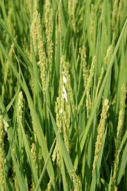 Armyworm panicle damage