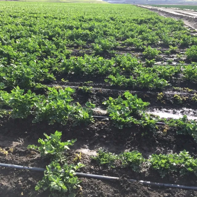 Rice root aphid and honeysuckle aphid-Organic celery- 20141203 (11)