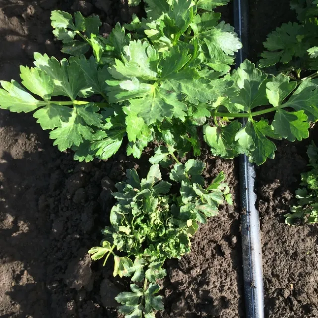 Rice root aphid and honeysuckle aphid-Organic celery-20141203 (14)