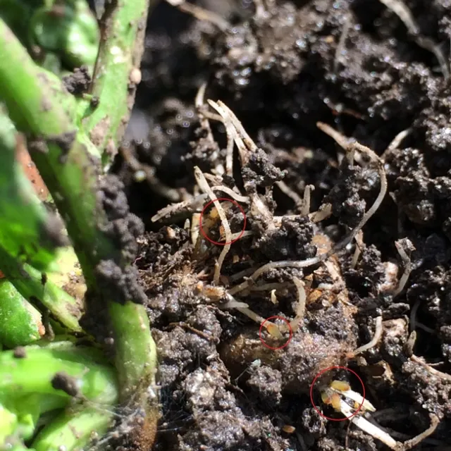 Rice root aphid and honeysuckle aphid-Organic celery-20141203 (3b)